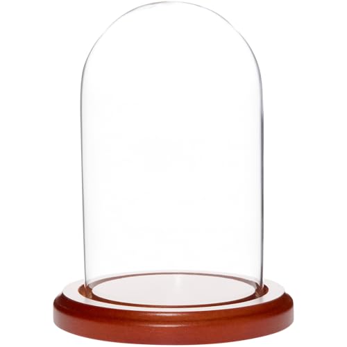 Plymor 3" x 5" Glass Display Dome Cloche (Walnut MDF Base) - color: Walnut Mdf Base