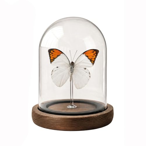 1pc Authentic Insect Specimen Glass Dome, Handcrafted Butterfly Display, Aesthetic Desktop Accessory for Office, Science Enthusiast Present (Hebomoia glaucippe) - color: Hebomoia Glaucippe