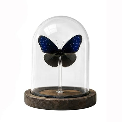 1pc Real Butterfly Specimen with Wooden Pedestal, Glass Bell Jar Display Case, Desktop Insect Collection, Scientific Educational Ornament (Euploea mulcibe) - color: Euploea Mulcibe