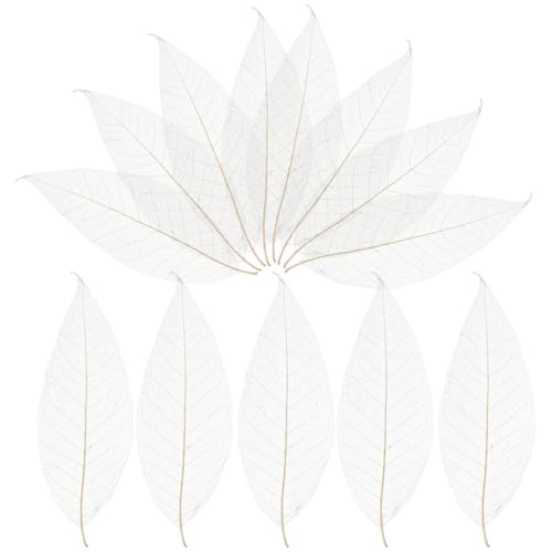 Wakauto 100 Pcs Natural White Bleached Magnolia Skeleton Leaves,5.9-14.4 Inches Large Tree Leaf Veins for DIY Crafts,Scrapbooking,Wedding Cards,Bookmaking,Journal & Home Floral Decoration (White)