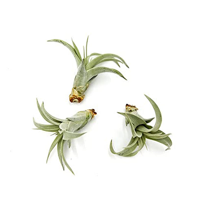 ragnaroc Live Air Plant - Tillandsia Xerographica Pups, Regular 2-4” - 3 ct - Ideal for Gifts & Presents, Live Indoor Plants & Live House-Plants – Live Plants for Home décor - size: 3 Pack, style: Regular