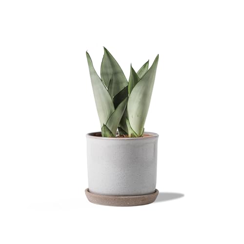 5.8 Inch Plant Pot: Ceramic Planter with Drainage Hole & Saucer - Cylinder Round Flowerpot for Indoor & Outdoor Plants - with Separate Tray for Home & Office - Retro Style, Grey | Indoor/Outdoor Planter with Tray - Retro Grey Flowerpot for Home & Office -