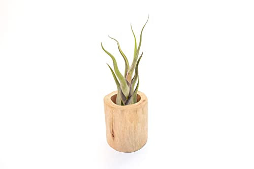 Air Plant Shop Driftwood Container with Custom Air Plant - Succulents - Live Tillandsia - Easy Care Indoor and Outdoor House Plants (Caput Medusae) - style: Caput Medusae