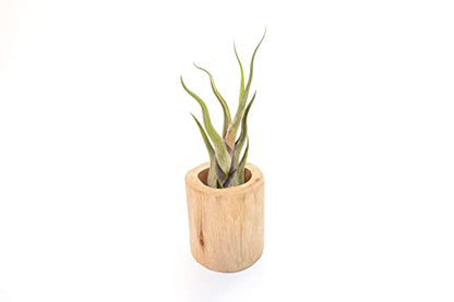 Air Plant Shop Driftwood Container with Custom Air Plant - Succulents - Live Tillandsia - Easy Care Indoor and Outdoor House Plants (Caput Medusae) - style: Caput Medusae