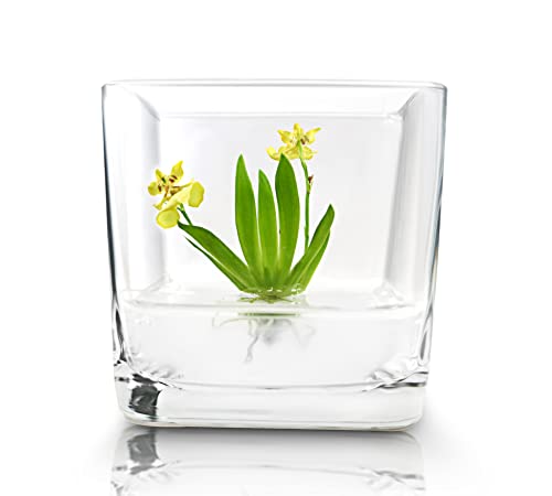 Miniature Dancing Orchid Terrarium, Open Pot Design, Maintenance Free, 3" Glass Votive