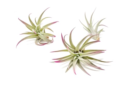 Fuchsia Colorful Tillandsia Air Plants - Long Lasting Color Enhanced Live Tillandsia Succulent House Plants - Home and Garden Decor - Easy Care Indoor/Outdoor Plants (Harrisii, Pack of 3) - size: Pack of 3, style: Harrisii