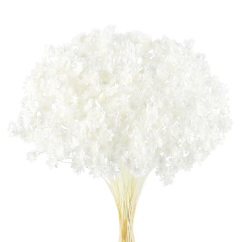 300 PCS Dried Flowers Brazilian White Small Starflower Flowers Mini Dried Flower Bouquet Daisies Mini Chamomile Flower Bouquet for Flower Arrangement Wedding (Snow-White) - color: Snow-white