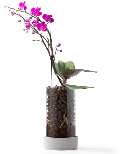 Fayoula Glass Orchid Pot, 4 inch Clear Orchid Pot with Holes for Repotting, Visual, Well-Ventilated, Providing a Stable and Healthy Growth Environment for Plants