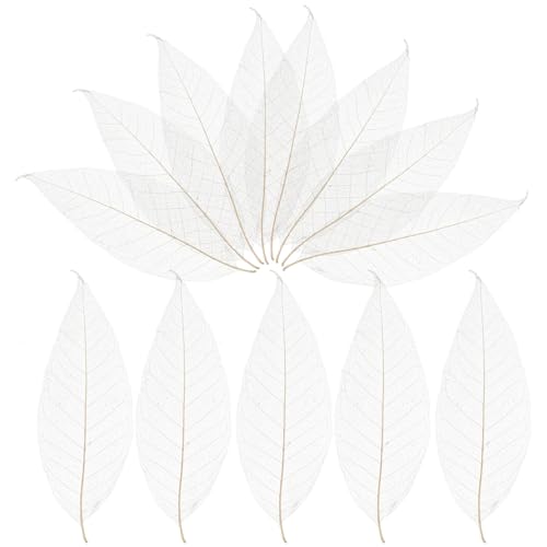 Milisten Magnolia Dried Leaves Specimens 100Pcs Natural Skeleton Leaf Veins for DIY Crafts Scrapbooking Wedding Decorations Bookmarks and Art Projects