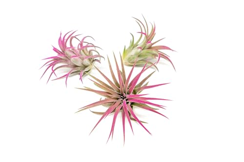 Fuchsia Colorful Tillandsia Air Plants - Long Lasting Color Enhanced Live Tillandsia Succulent House Plants - Home and Garden Decor - Easy Care Indoor/Outdoor Plants (Ionantha Rubra, Pack of 3) - size: Pack of 3, style: Ionantha Rubra
