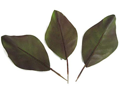 Artificial Magnolia Leaves Pack of 30 Leaves