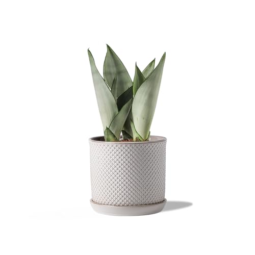 5.8 Inch Ceramic Plant Pot with Drainage Hole & Separate Saucer | Indoor/Outdoor Planter with Tray - Beaded Embossed Flowerpot for Home & Office - White - color: Beaded Embossed, size: 6 inch
