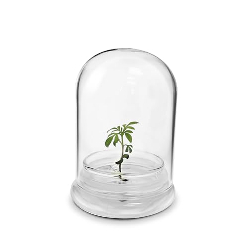 Terra Gel Seed Germination Tray with Glass Dome – Advanced Technology Gardening Supplies Plant Propagation Station Form Seeds – Easy to Use Seed Starter Kit