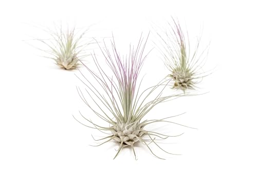 Lavender Colorful Tillandsia Air Plants - Long Lasting Color Enhanced Live Tillandsia Succulent House Plants - Home and Garden Decor - Easy Care Indoor and Outdoor Plants - size: Pack of 3, style: Argentea Thin