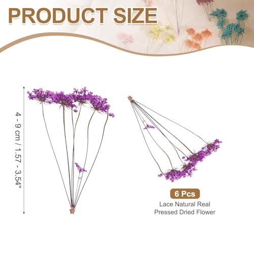 MECCANIXITY 6 Pcs Natural Dried Pressed Flowers for Craft, Lace Real Pressed Dried Flowers Colorful Bouquets for Resin Moulds DIY Scrapbooking Candle Jewelry Making, Purple - color: Purple