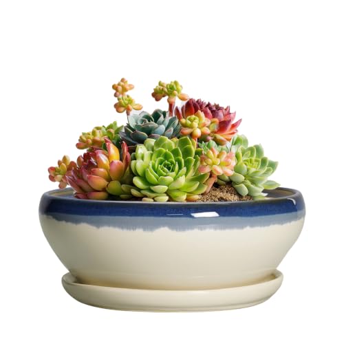 SQOWL Succulent Pots 6 Inch, Ceramic Bonsai Pots with Saucer, Blue-Beige - color: Blue-beige, size: 6 Inch