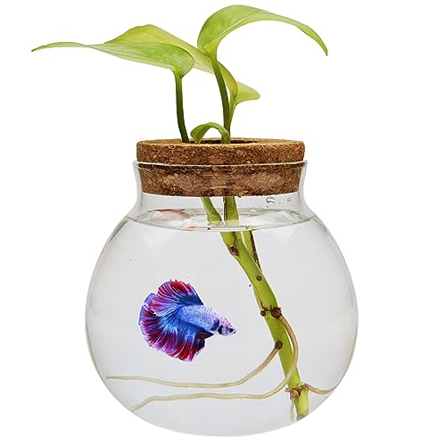 Small Betta Fish Tank Glass Fish Bowls for Betta Fish Goldfish, Aquaponic Fish Tank and Plants Cuttings Planter Terrarium Desktop Decorations Gifts - size: 0.3 Gallon