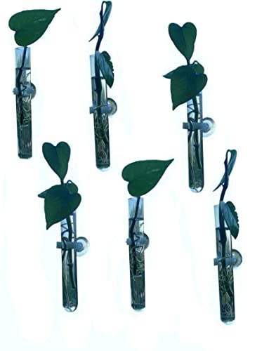Glass Test Tube Vases with Suction Cups, Great for Propagation, Windows, Hydroponics, Mirror/Bathroom, Car Windshield, Bathroom Decor, Extra Secure Suction Hold, 18mm Wide Tubes, Set of 7