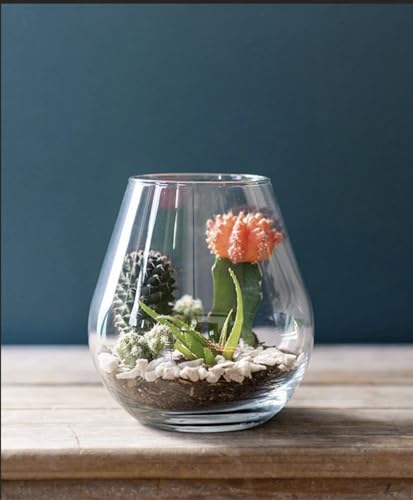 Syndicate Glass Lantern Terrarium Kit, Clear, 14 x 6 x 14 Inches, Hand Wash, Indoor Planter for DIY Projects, Create Your Own Design