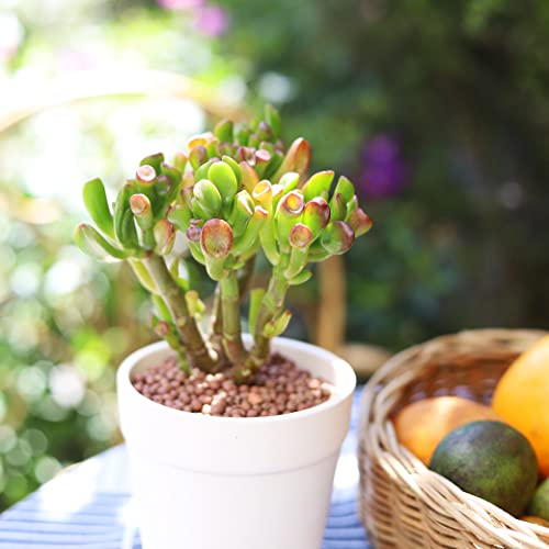 Gollum Jade Crassula 2'' + Clay Pot - Unique Collection of Live Crassula Succulents Easy to Grow Indoor House Plant, Fully Rooted in 2/4/6 inch Size - color: Gollum Jade Crassula, size: 2'' + Clay Pot