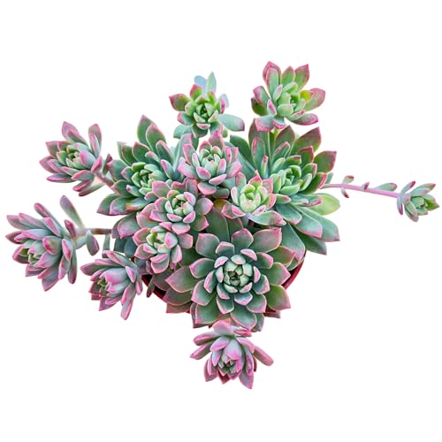 Sprout N Green Sedeveria Markus, Live Succulent Fully Rooted in 4" Pot with Soil Mix, House Plant for Home Office Wedding Hanging Decoration, DIY Projects, Party Favor, Easy to Care, Pets Friendly - color: Sedeveria Markus