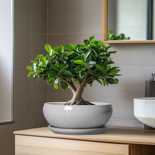 SQOWL Bonsai Tree Pots, 8 Inch Ceramic Plant Pots with Saucer, Gray - color: Gray, size: 8 Inch