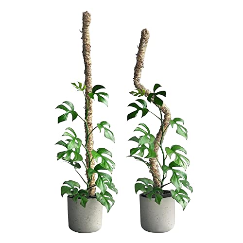 Bendable Moss Pole, 16'' Monstera | Climbing, Indoor Growth, 100% Sustainably Farmed, Flexible Handmade Sphagnum Plant Poles, Plant Support - size: 16 Inches