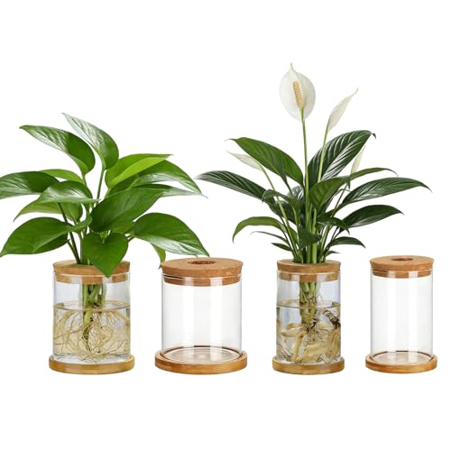 Plant Propagation Station Glass Planter Terrariums with Wooden Lid | 4 Pcs 2 Large & 2 Small Indoor Hydroponic Vases With Bamboo Stand Water Plant Jars for Home, Bedroom, Office Table Decor