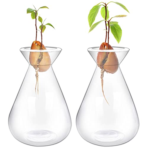 2 Pieces Avocado Seed Starter Vases, Avocados Tree Growing Kit Acorn Bulb Vase Grow Glass Avocado Pit Planter Pot Clear Hydroponics Container for Gardening Lover - color: Transparent-2pcs, size: 1.73*2.8*4.1inch