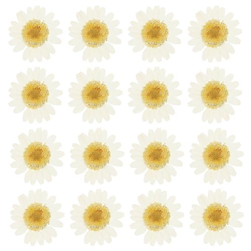 PATIKIL 48 Pcs Dried Pressed Flower Natural Dried Daisy Flower for DIY Art Crafts House Decoration Nails Decoration,Dye White - color: Dye White