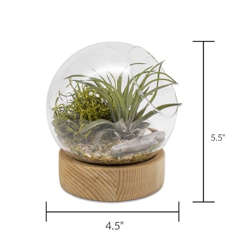 5.5 Inch Glass Dome DIY Indoor Air Plant Terrarium Kit with Live Tillandsia Ionantha Air Plants and Terrarium Accessories for Indoor Gardens and Home Décor (Glass Dome) - style: Glass Dome