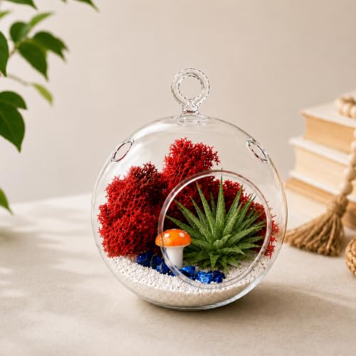 Creations by Nathalie DIY 4 Inch Glass Globe Terrarium Kit with Air Plant