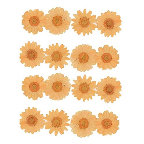 50pcs Natural Dried Daisy Flower, Vacuum Packaging, Pressed Flower for House Decoration, Jewelry Making, Phone case Decoration (Orange) - color: Orange