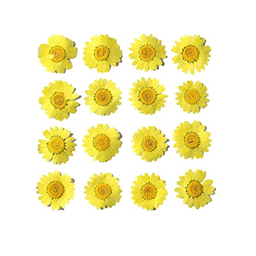 50pcs Natural Dried Daisy Flower, Vacuum Packaging, Pressed Flower for House Decoration, Jewelry Making, Phone case Decoration (Yellow) - color: Yellow