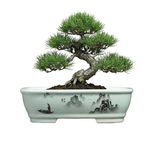 8" Bonsai Pots with Tray, Rectangular Planter in Blue & White - color: Blue Ink Landscape Painting