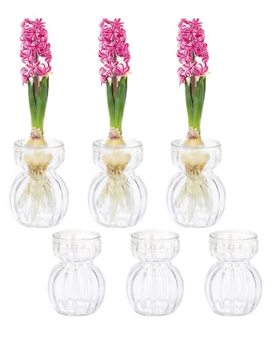 Avocado Hyacinth Bulb Vase 5''(H) Small Vases Table Clear 6pcs Glass | Decoration for Centrepiece Bud Propagation Station for Plant Lovers Home Decor Floral Wedding Living Room Holidays