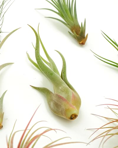 Shop Succulents | Assorted Collection of Live Air Plants, Hand Selected Variety Pack of Air Succulents | Collection of 8 - size: 8 Pack, style: Assorted Collection