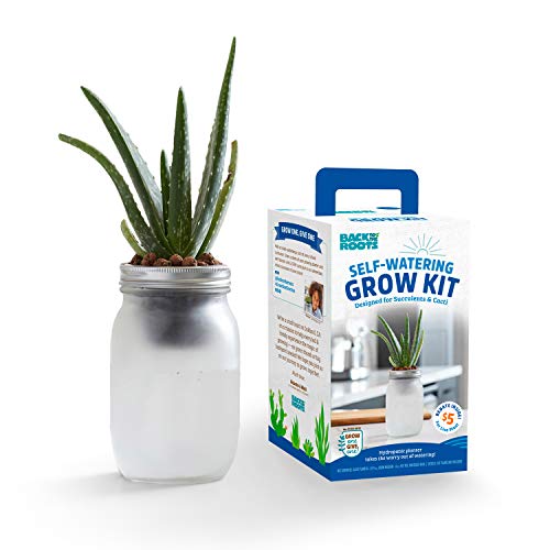 Back to the Roots Self Watering Grow Kit - Glass Hydroponic Planters for Succulents and Cacti Self-Watering System - size: 1 Count (Pack of 1), style: Self-Watering Succulent Kit