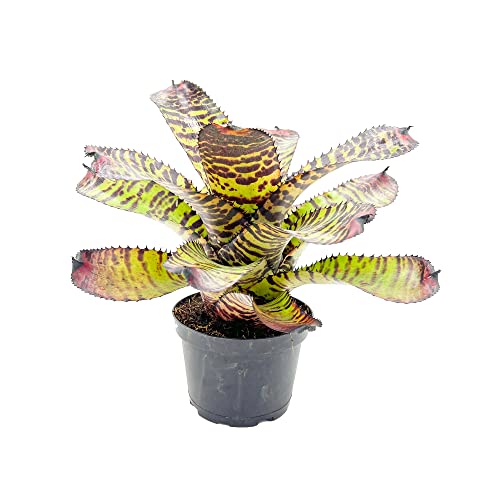 ragnaroc Live Plants – Bromeliad Neoregelia Dragon, 8-12" in 6" Pot - 1ct - Live Arrival Guaranteed - House Plants for Home Decor & Gift - color: Dragon