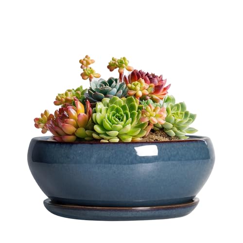 SQOWL Succulent Pots - 6 Inch Ceramic Bonsai Pots, Shallow Planter with Drainage Hole and Saucer, Modern Round Planter for Indoor Plants Outdoor, Flower Cactus Pot, Home Decor, Plant Lover Gift, Blue - color: Retro Blue, size: 6 Inch