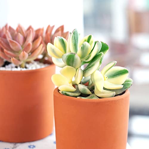 Crassula Hummel’s Sunset 2 inch - Unique Collection of Live Crassula Succulents Easy to Grow Indoor House Plant, Fully Rooted in 2/4/6 inch Size - color: Crassula Hummel’s Sunset, size: 2 inch