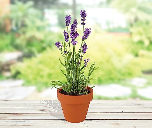 BUZZY Seeds Lavender Grow Kit 20-Pack, Mini Terracotta Pots, Bulk Favors - color: Multicolor