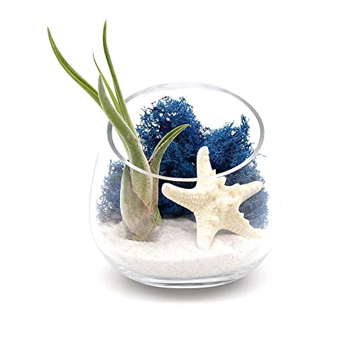 5 Inch Glass Slant Bowl Air Plant Terrarium Complete Kit with White Sand, Live Air Plant, Colorful Reindeer Moss and Starfish (Blue) - color: Blue
