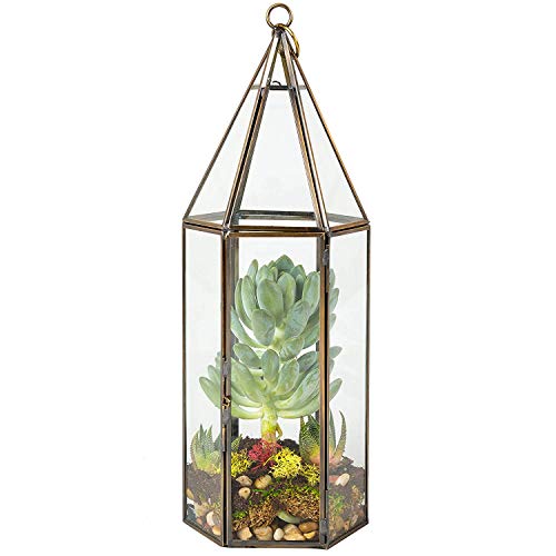 D'Eco Glass Tall Hexagon Plant Terrarium, & Centerpiece (Dims:5x5x14)