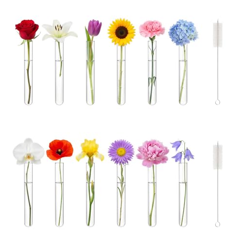 12Pcs Glass Test Tubes 20mm x 150mm | Plant Propagation Tube with Brush