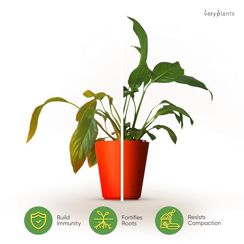 Molly's Aroid Potting Mix, Chunky Soil-Free for Indoor Plants, 5 Dry Quarts - size: 5 Dry Quarts, style: Houseplants & Aroids