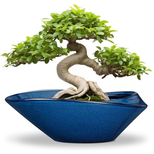 Bonsai Tree Pot - Ceramic Planter Pot with Drainage Hole 12 Inch Bonsai Pots Decorative Orchid Succulent Plant Pots for Indoor Outdoor Plants Blue - color: Blue, size: 12 Inch