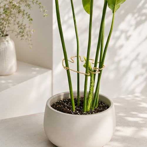 Yohsnor 5.5x4.7in Gold Monstera Plant Stem Support System-5PCS Stem Holder - color: Gold, size: 5.5IN*4.7IN
