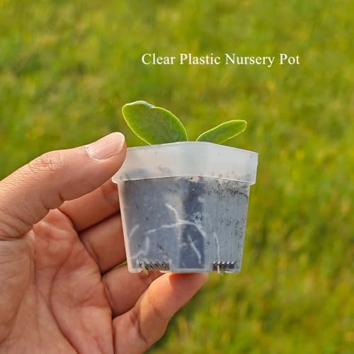 200 Pack 1.95 Inch Tiny Clear Plastic Square Nursery and Seedling Pot, Mini Transplant Seed Starter Planter with Drain Hole for Germination, Herb, Succulent - color: Clear, size: 1.95 inch