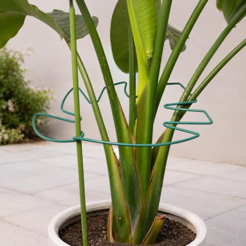 Yohsnor 5PCS Green Monstera Plant Stem Support-11x9.4in Stem Holder - color: Green, size: 11IN*9.4IN